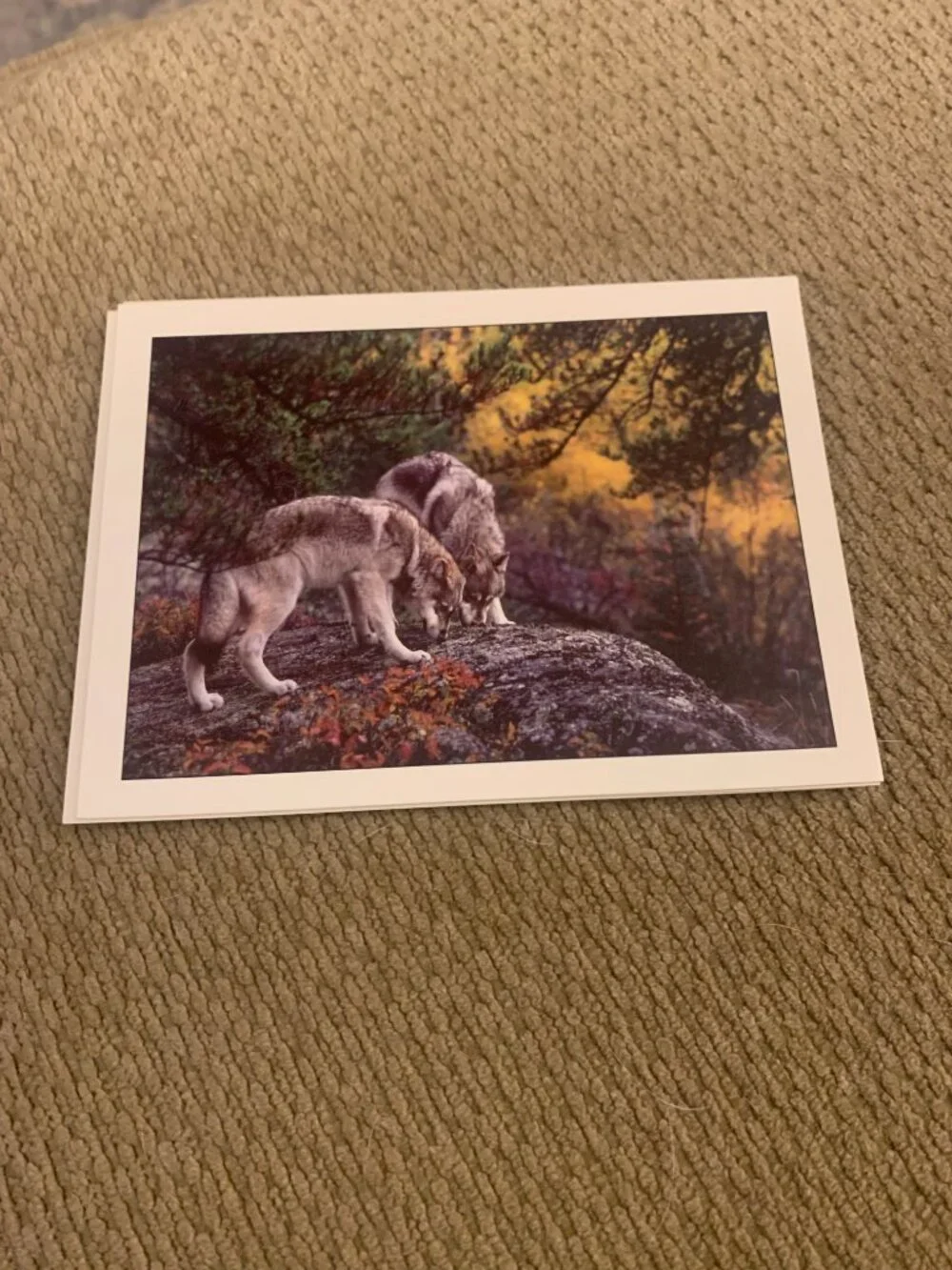 Lot of 5 Defenders of Wildlife Wolf Blank Greeting Cards Jim Brandenburg